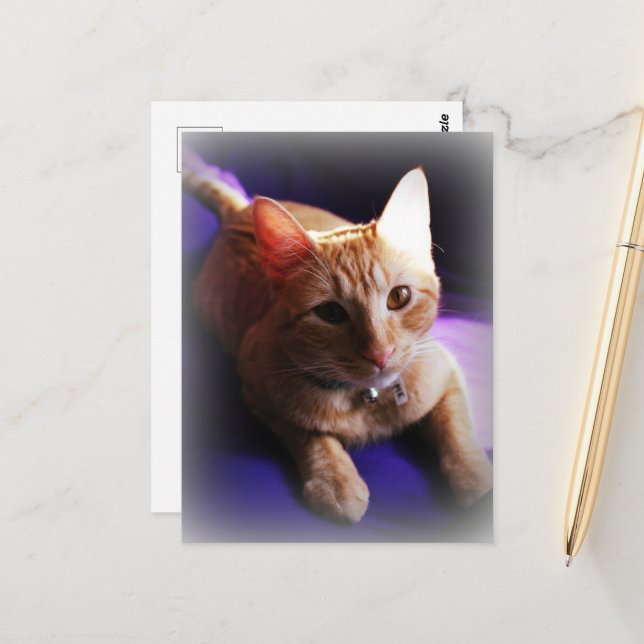 Postal Adorable gato atigrado ginger en un sofá púrpura (Anverso/Reverso In Situ)