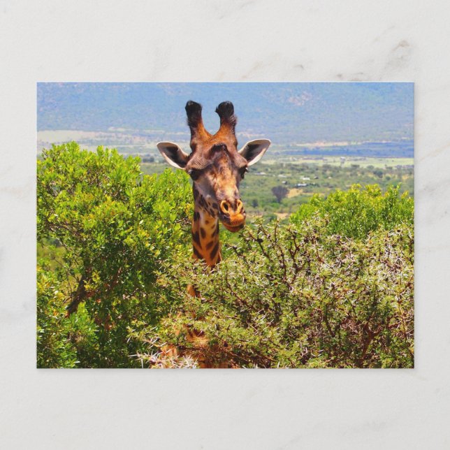 Postal Adorable Giraffe Golpeando Su Cabeza Sobre Los Árb (Anverso)