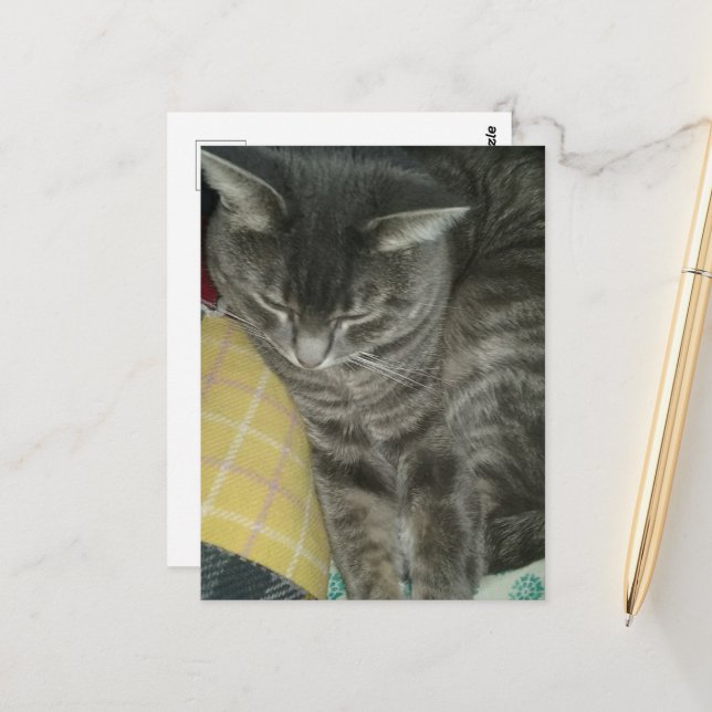 Postal Adorable Gray Sleepy Tabby Kitty (Anverso/Reverso In Situ)