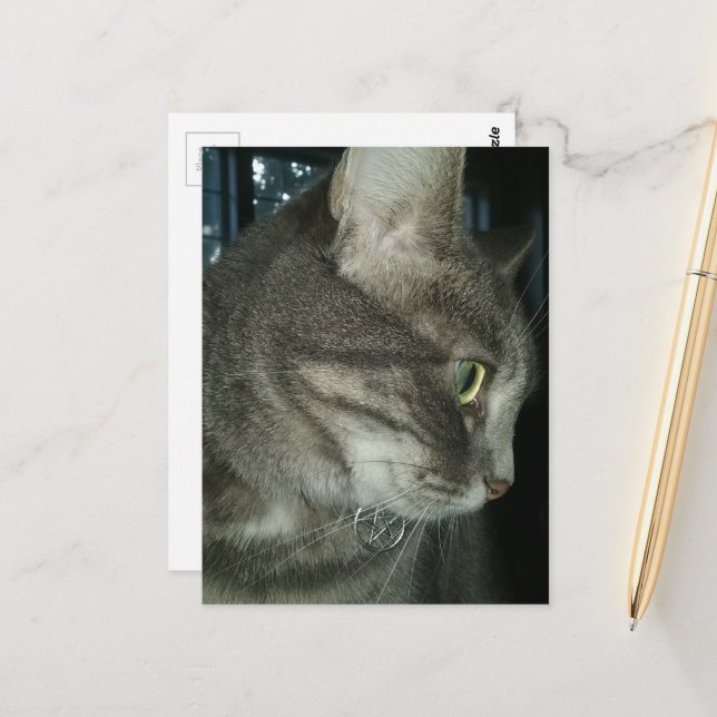 Postal adorable grey tabby cat (Anverso/Reverso In Situ)