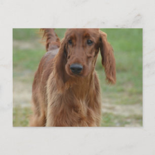 Postal Adorable Irish Setter