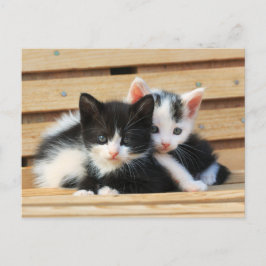 Postal Adorable Kitten Friends