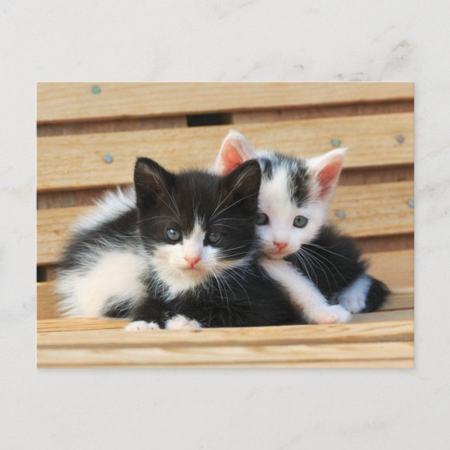 Postal Adorable Kitten Friends (Anverso)