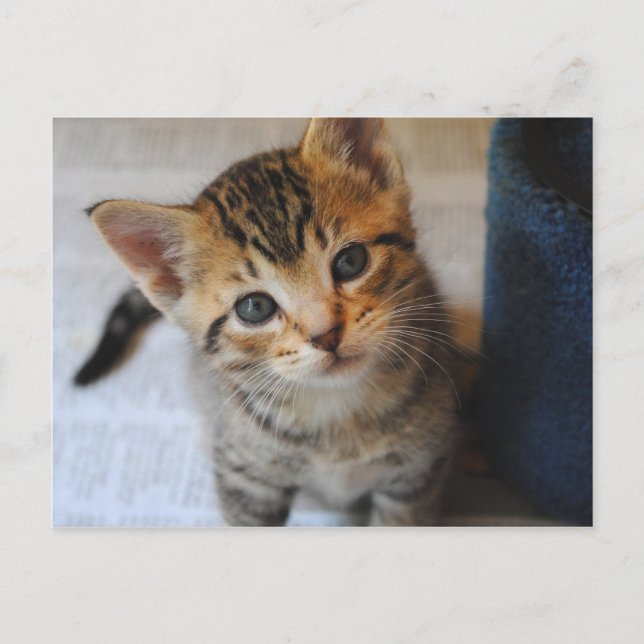 Postal Adorable Kitten Post Card (Anverso)