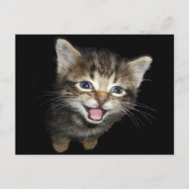 Postal Adorable Meowing Kitten Cat