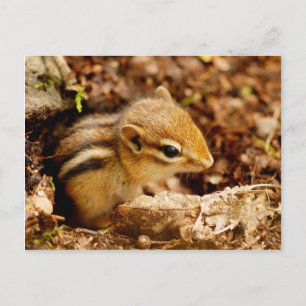 Postal Adorable para niños pequeños Chipmunk