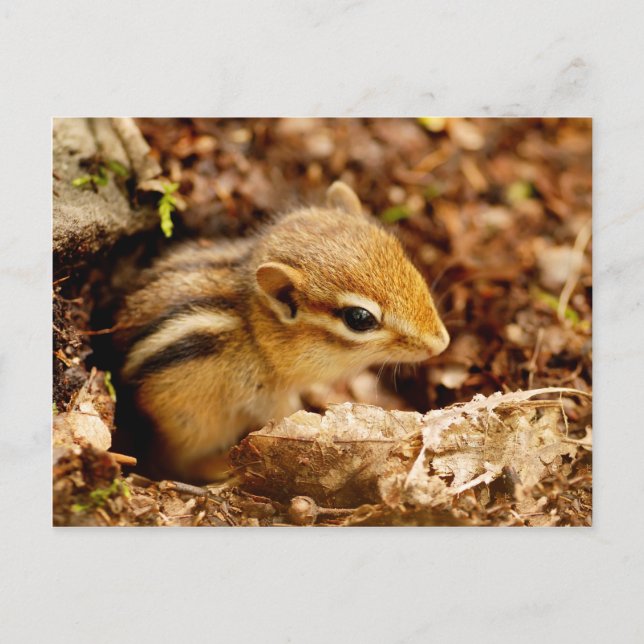 Postal Adorable para niños pequeños Chipmunk (Anverso)