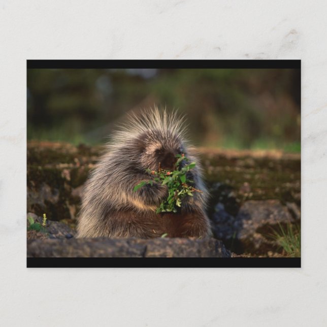 Postal Adorable Porcupine (Anverso)