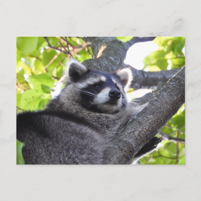 Postal Adorable Raccoon Close (Anverso)