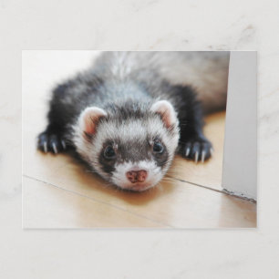 Postal Adorable Sable Ferret