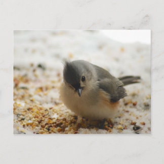Postal Adorable Tufted Titmouse