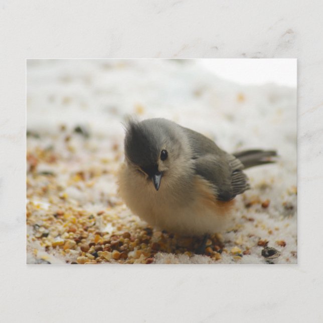 Postal Adorable Tufted Titmouse (Anverso)