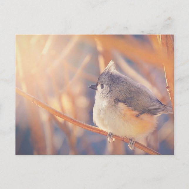 Postal Adorable Tufted Titmouse Bird (Anverso)