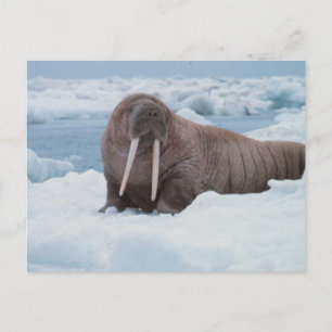 Postal Adorable Walrus