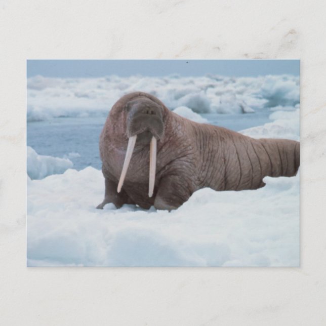 Postal Adorable Walrus (Anverso)