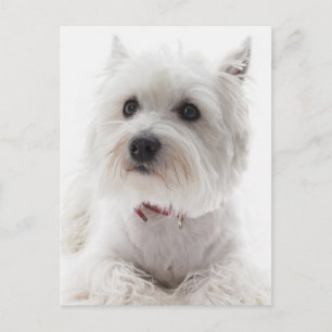 Postal Adorable White West Highland Terrier