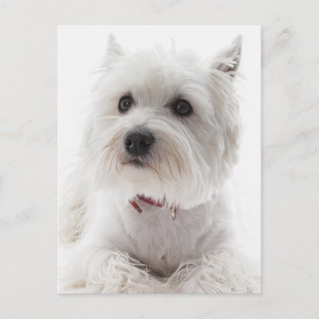 Postal Adorable White West Highland Terrier (Anverso)