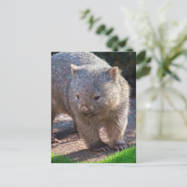 Postal Adorable Wombat (Anverso de pie)