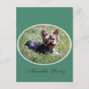 Postal Adorable Yorkie Personalizado Postcard