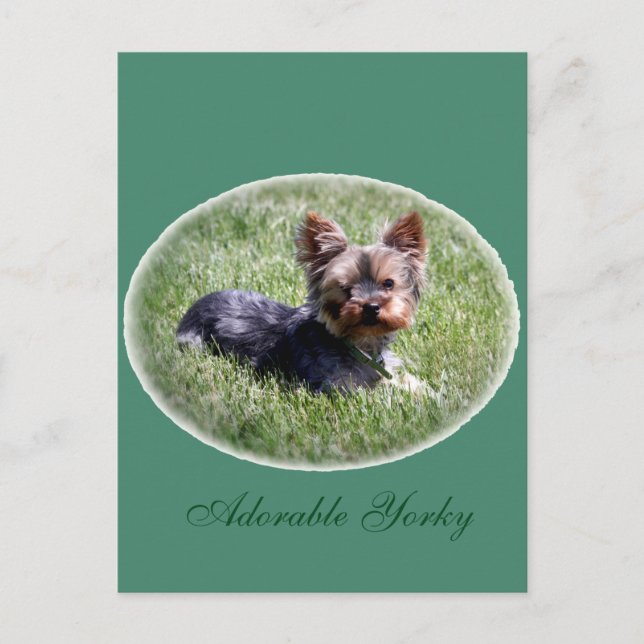 Postal Adorable Yorkie Personalizado Postcard (Anverso)