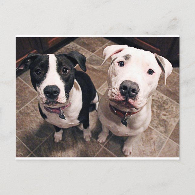 Postal adorables cachorros de pitbull perros (Anverso)