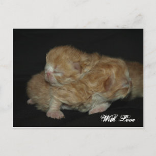 Postal Adorables gatitos persas recién nacidos