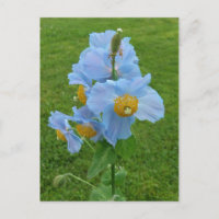Adormidera azul (Meconopsis)