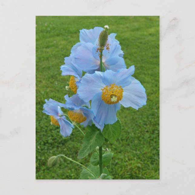 Postal Adormidera azul (Meconopsis) (Anverso)