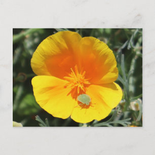 Postal Adormidera californiana con bicho