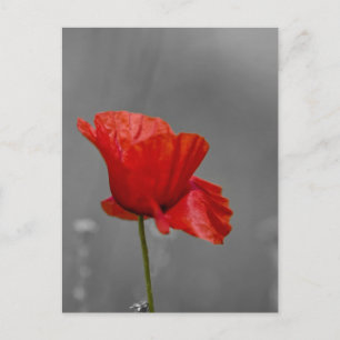 Postal Adormidera roja brillante en el fondo gris