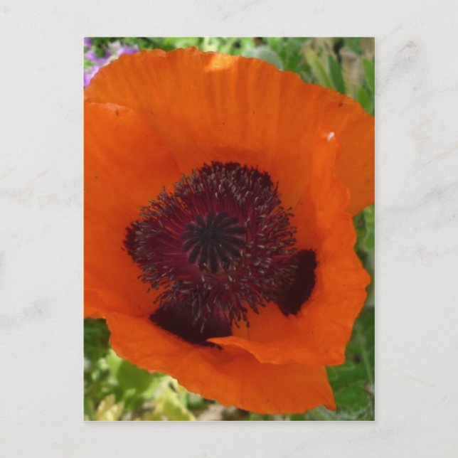 Postal Adormidera roja - Klatschmohn (Anverso)