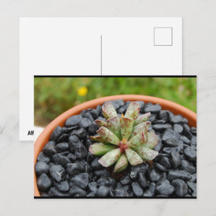 Postal Adromischus, planta suculenta