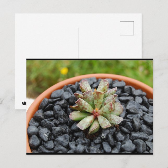 Postal Adromischus, planta suculenta (Anverso / Reverso)