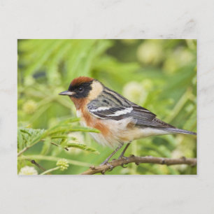 Postal Adulto Warbler (Dendroica castanea) de pecho