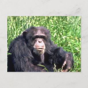 Postal Adultos chimpancés sentados en césped soleado