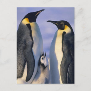 Postal Adultos de los pingüinos de emperador (forsteri
