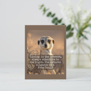 Postal Adventurous Meerkat Living