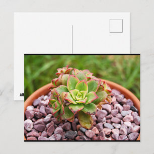 Postal Aeonium Haworthii, planta suculenta de Haworth