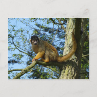 Postal Affe Totenkopfäffchen sitz auf einem Baum