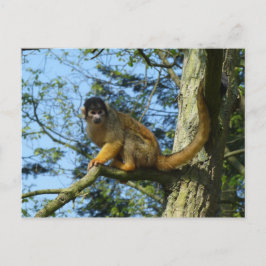 Postal Affe Totenkopfäffchen sitz auf einem Baum