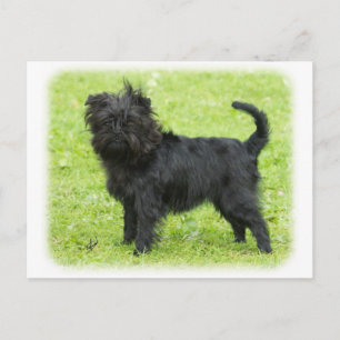 Postal Affenpinscher 9R095D-090