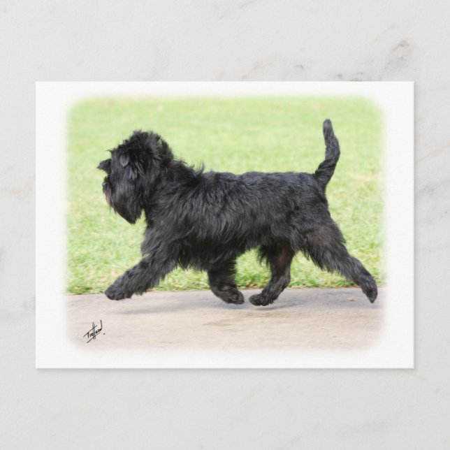 Postal Affenpinscher 9Y516D-063 (Anverso)