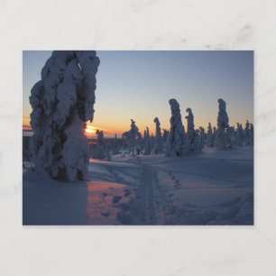 Postal Affiche Couché de soleil sur la forêt en Laponie