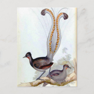 Postal Afiche de Lyre Bird Vintage