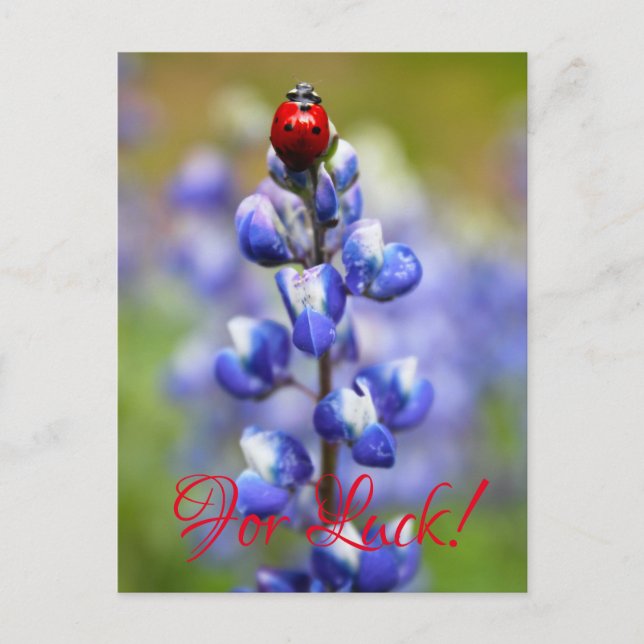 Postal Afortunadas Lady Bugs (Anverso)