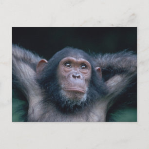 Postal África, África oriental, Tanzania, Gombe Nacional 