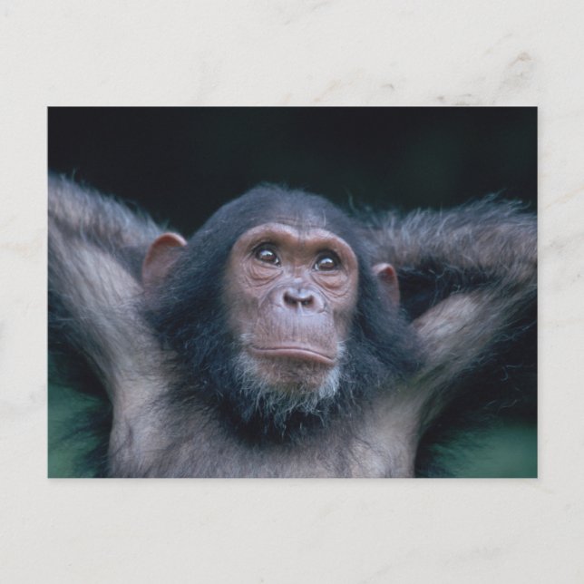 Postal África, África oriental, Tanzania, Gombe Nacional  (Anverso)