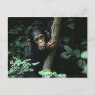 Postal África, África Oriental, Tanzania, Parque Nacional