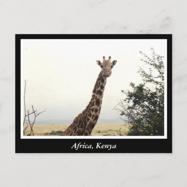 Postal África: Animales salvajes de Kenia (Anverso)
