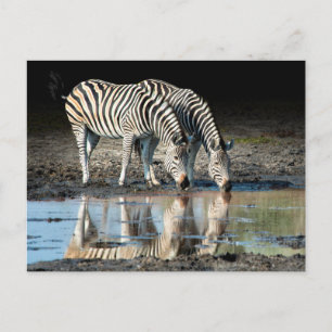 Postal África,Botsuana, Delta del Okavango, Davison Camp